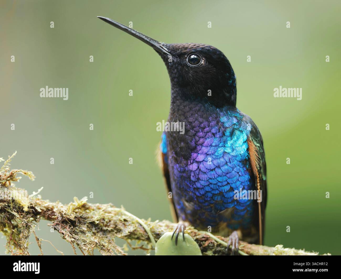 Lila Samtkoronett Stockfoto