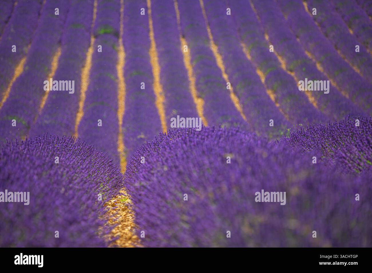 Schließen Sie Lavendelblumen in wunderschönem Feld an sonnigen Tagen. Linien der blühenden Sommerflorenszene. Entspannende, friedliche Natur und Landschaft Stockfoto