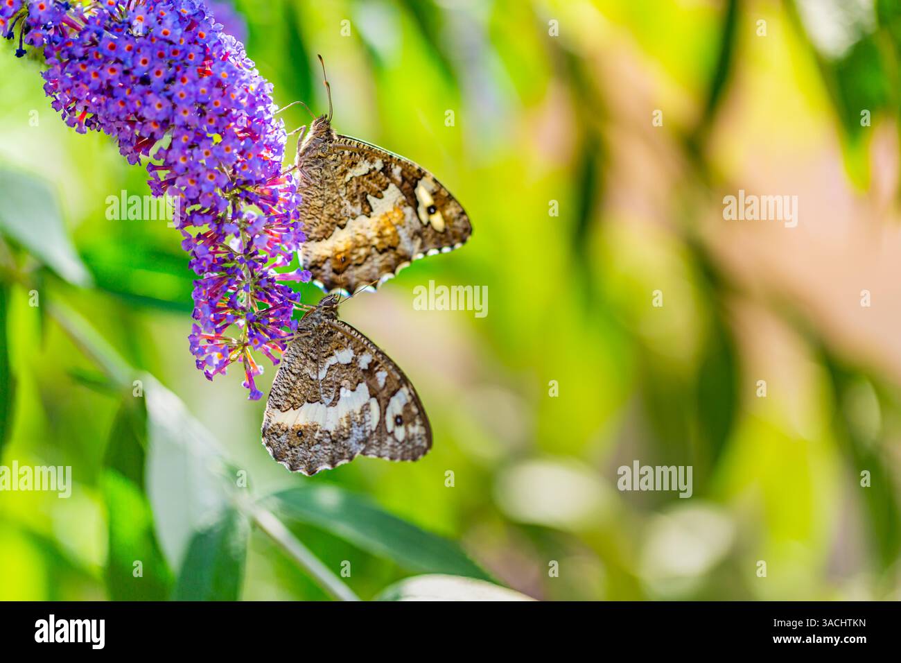Brauner und weißer Schmetterling, der auf einer wunderschönen violetten Blume sitzt. Schöner Sommer-Blumenhintergrund Stockfoto