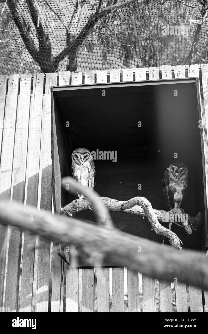 Vogelpark im Moonlit Sanctuary, Melbourne, Australien (Barn Eulen) Stockfoto