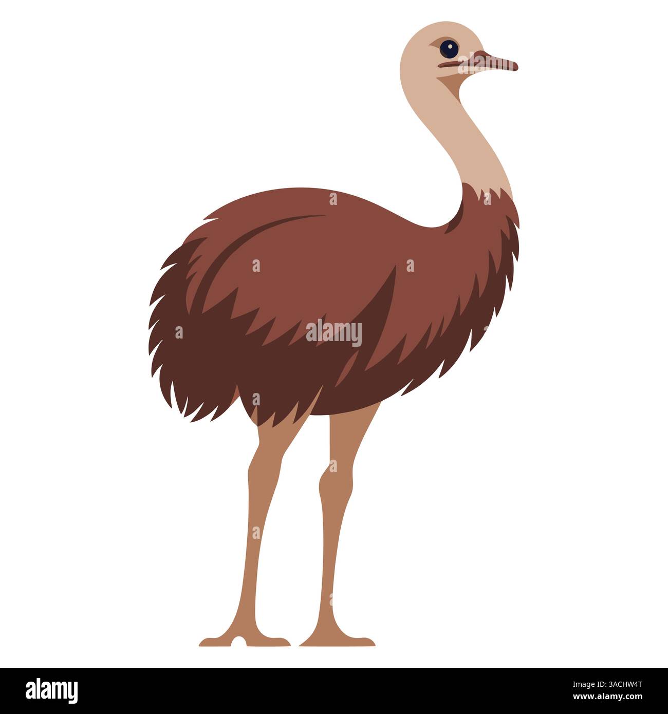 Emu Straußen gehen, großer flugunfähiger Vogel mit langen Beinen, Seitenansicht. Exotische tropische Tierwelt, gefiedertes Säugetier, Vektorillustration isoliert auf weiß Stock Vektor