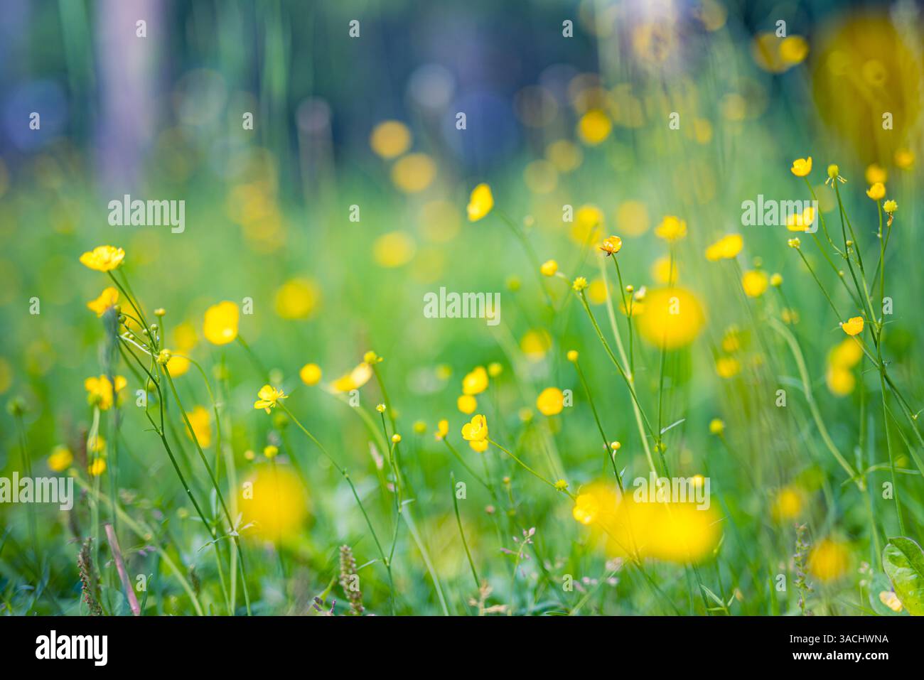 Abstrakte weiche Fokus Sonnenuntergang Feld Landschaft aus gelben Blumen und Gras Wiese warme goldene Stunde Sonnenuntergang Sonnenaufgang Zeit. Ruhige Natur im Frühling und Sommer Stockfoto