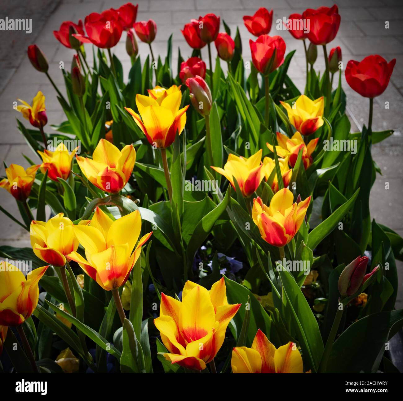 Thaxted Essex UK Tulpen wurden am 4. April 2025 in Tubs an der High Street gepflanzt Stockfoto