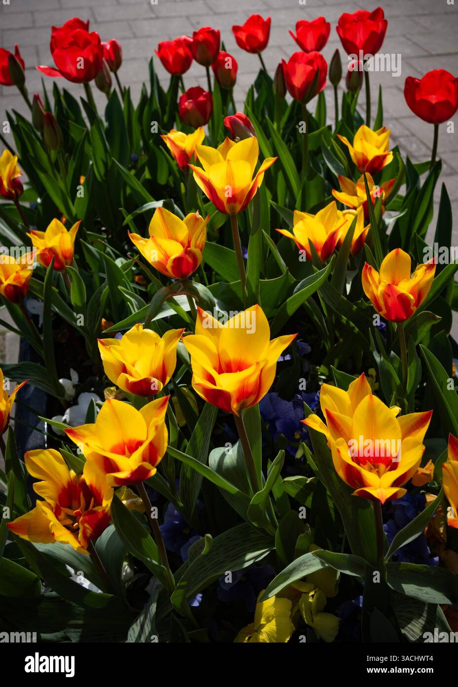 Thaxted Essex UK Tulpen wurden am 4. April 2025 in Tubs an der High Street gepflanzt Stockfoto