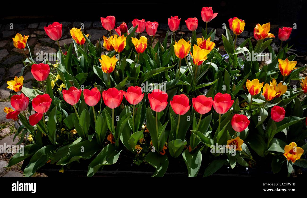 Thaxted Essex UK Tulpen wurden am 4. April 2025 in Tubs an der High Street gepflanzt Stockfoto