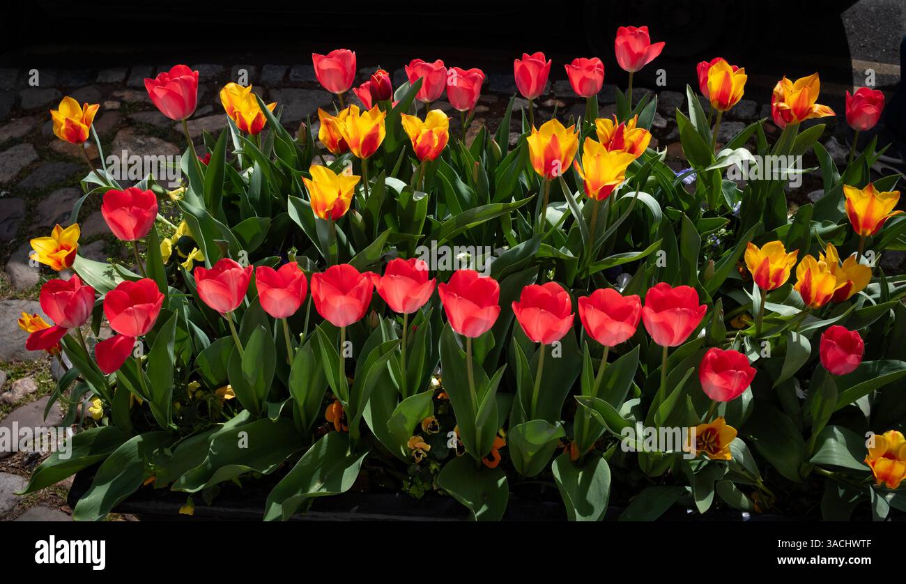 Thaxted Essex UK Tulpen wurden am 4. April 2025 in Tubs an der High Street gepflanzt Stockfoto
