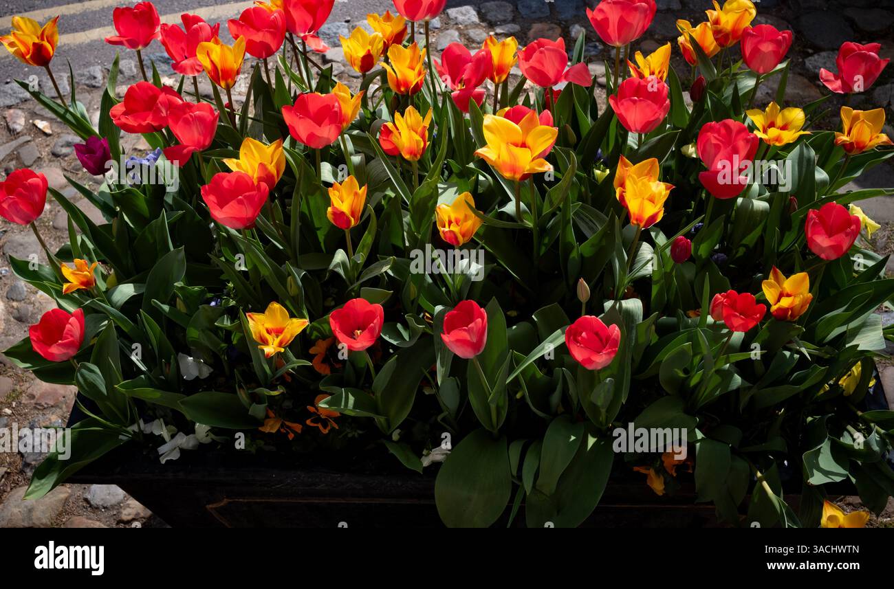 Thaxted Essex UK Tulpen wurden am 4. April 2025 in Tubs an der High Street gepflanzt Stockfoto