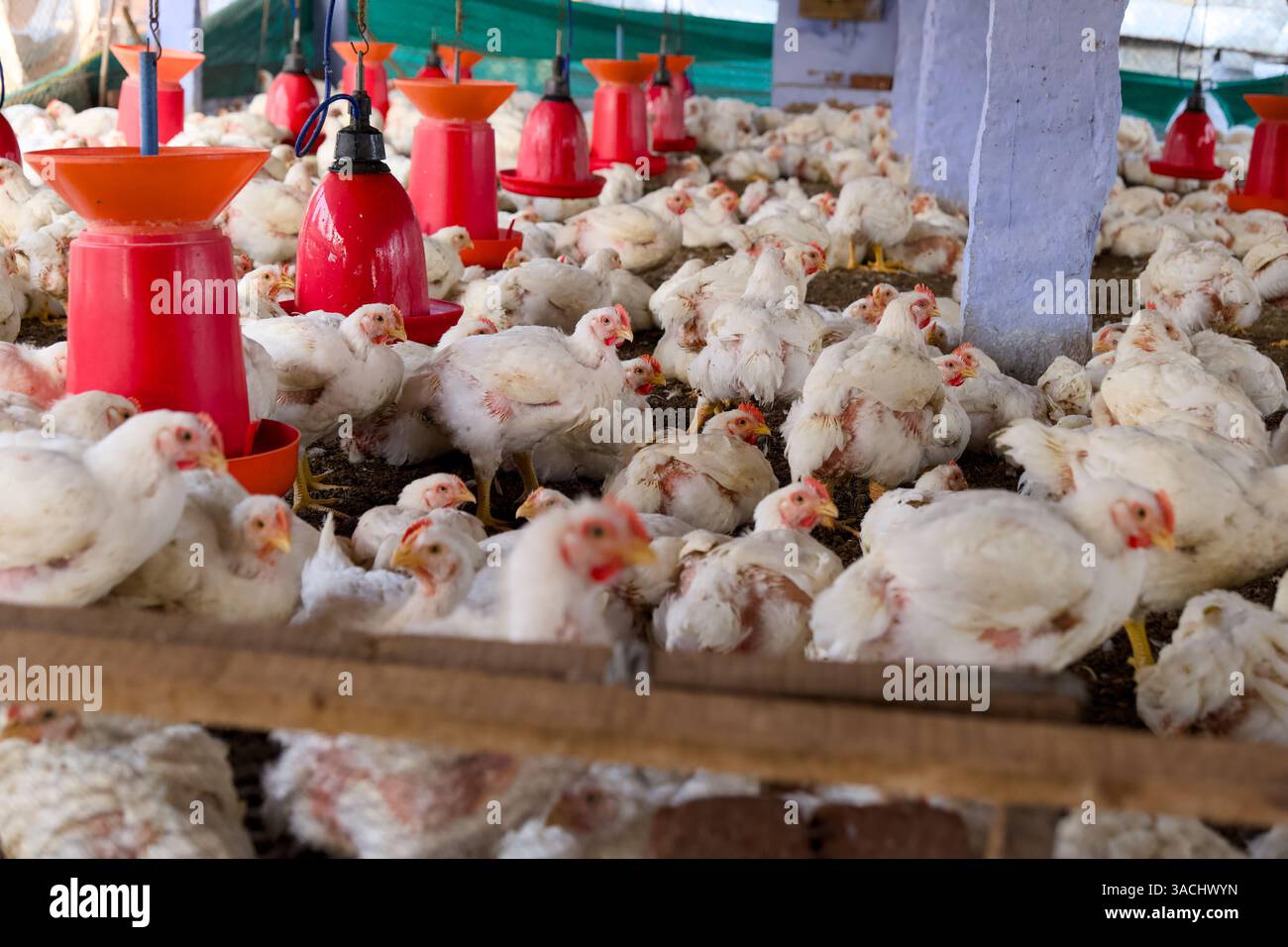 Zahlreiche Hühner versammeln sich in einer Geflügelscheune mit Fütterungsgeräten unter natürlichem Licht und zeigen das Leben auf dem Bauernhof. Stockfoto
