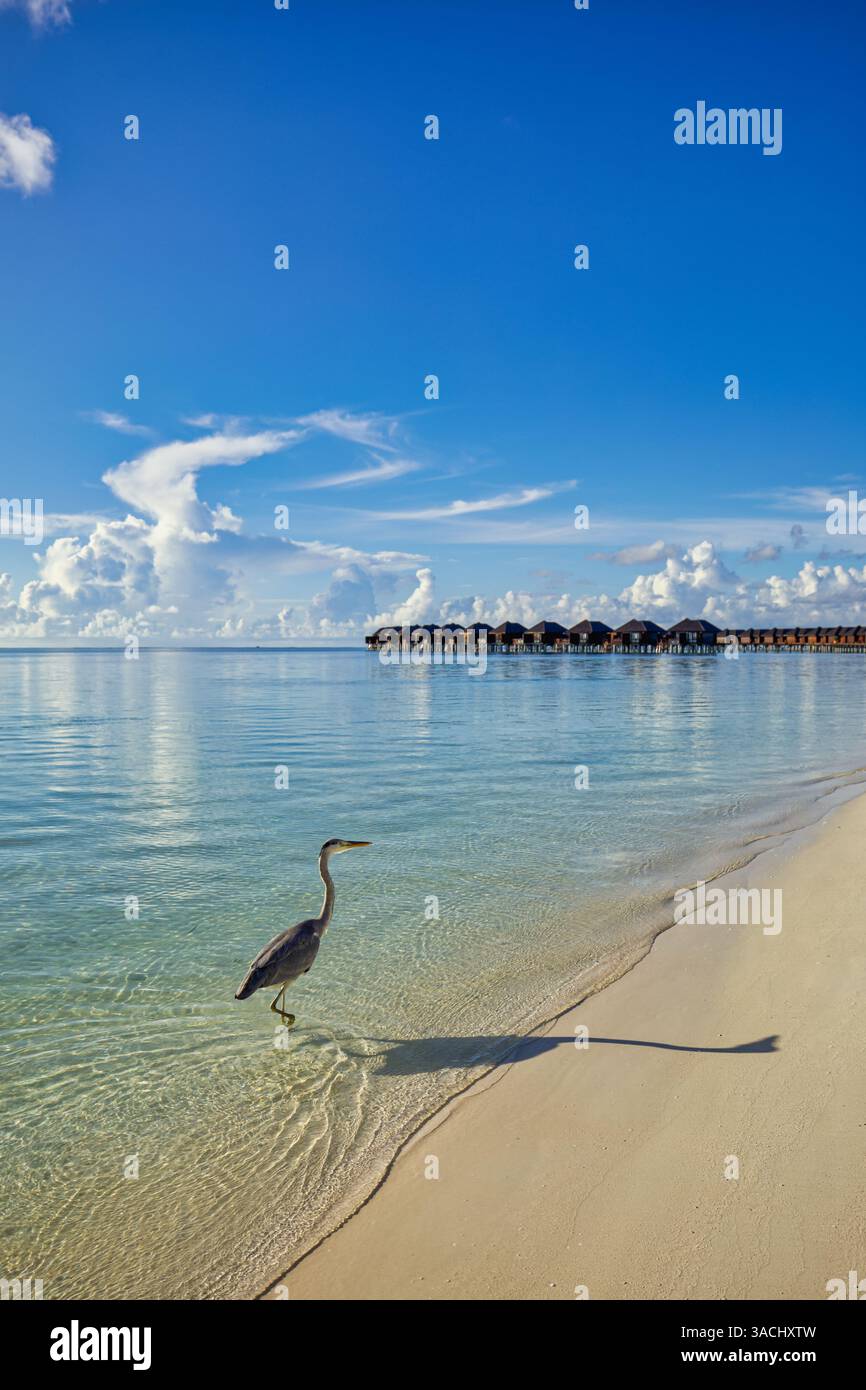 Perfekte maledivische Insellandschaft, Graureiher im Morgensonnenlicht mit Wasservillen und friedlichem Strand Hintergrund. Tropisches Paradies beste Tapete Stockfoto