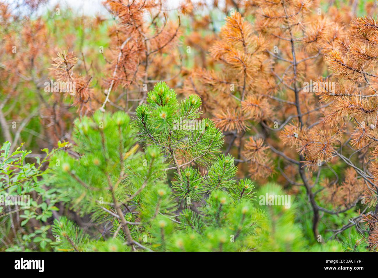Nahaufnahme von Kiefern mit wechselnden Herbstfarben, friedliche natürliche Landschaft, saisonale Laublandschaft, ruhige Natur saisonaler Hintergrund Stockfoto
