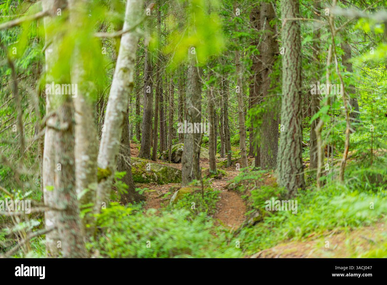 Künstlerischer Blick auf hoch aufragende Kiefern in einem ruhigen Wald mit Sonnenlicht, das durch dichte Äste filtert und eine ruhige und fesselnde Landschaft schafft Stockfoto