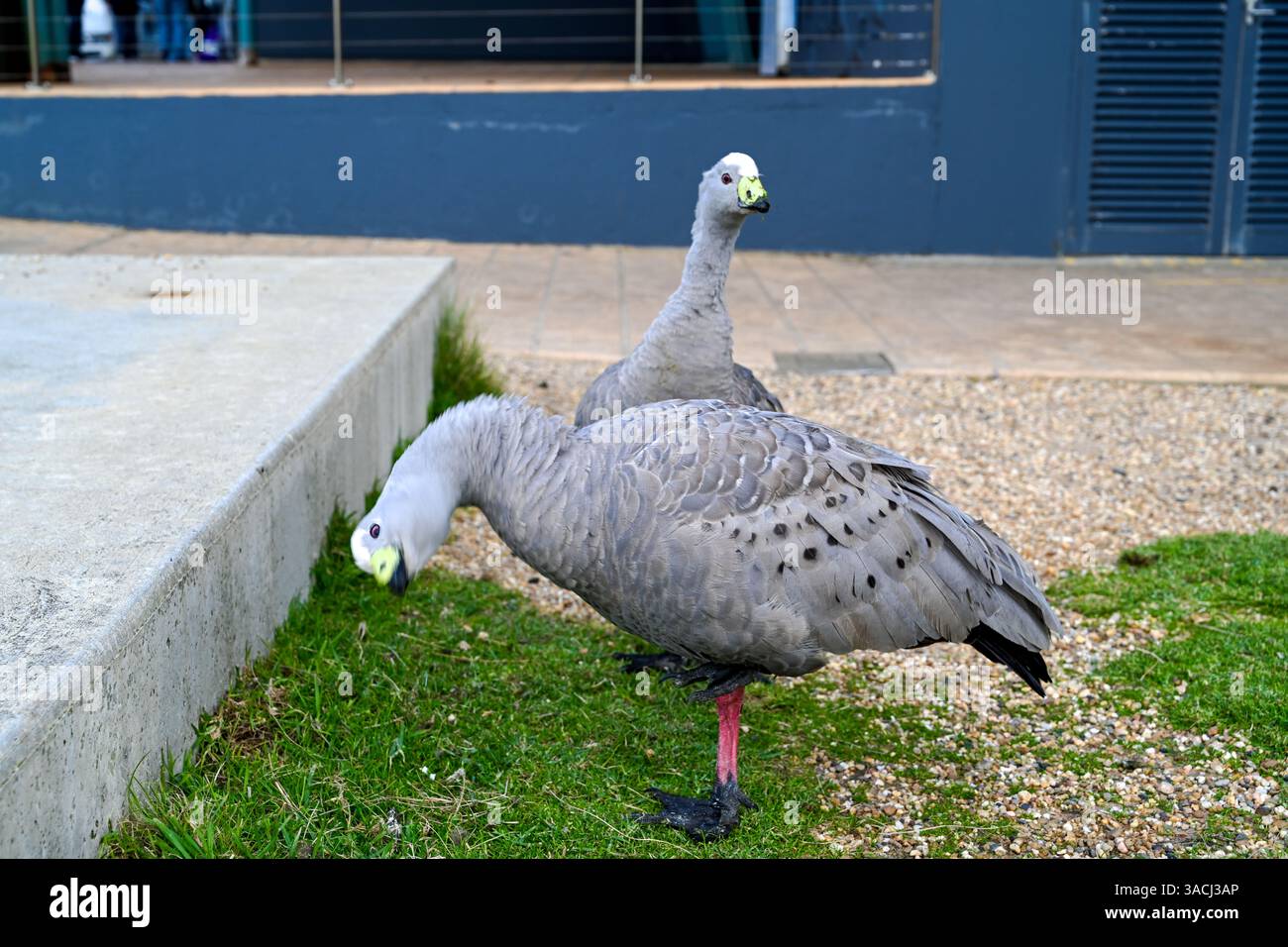 Cereopsis novaehollandiae in Melbourne VIC, Australien (Cape Barren Goose) Stockfoto