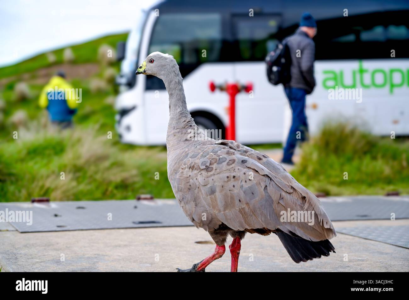 Cereopsis novaehollandiae in Melbourne VIC, Australien (Cape Barren Goose) Stockfoto