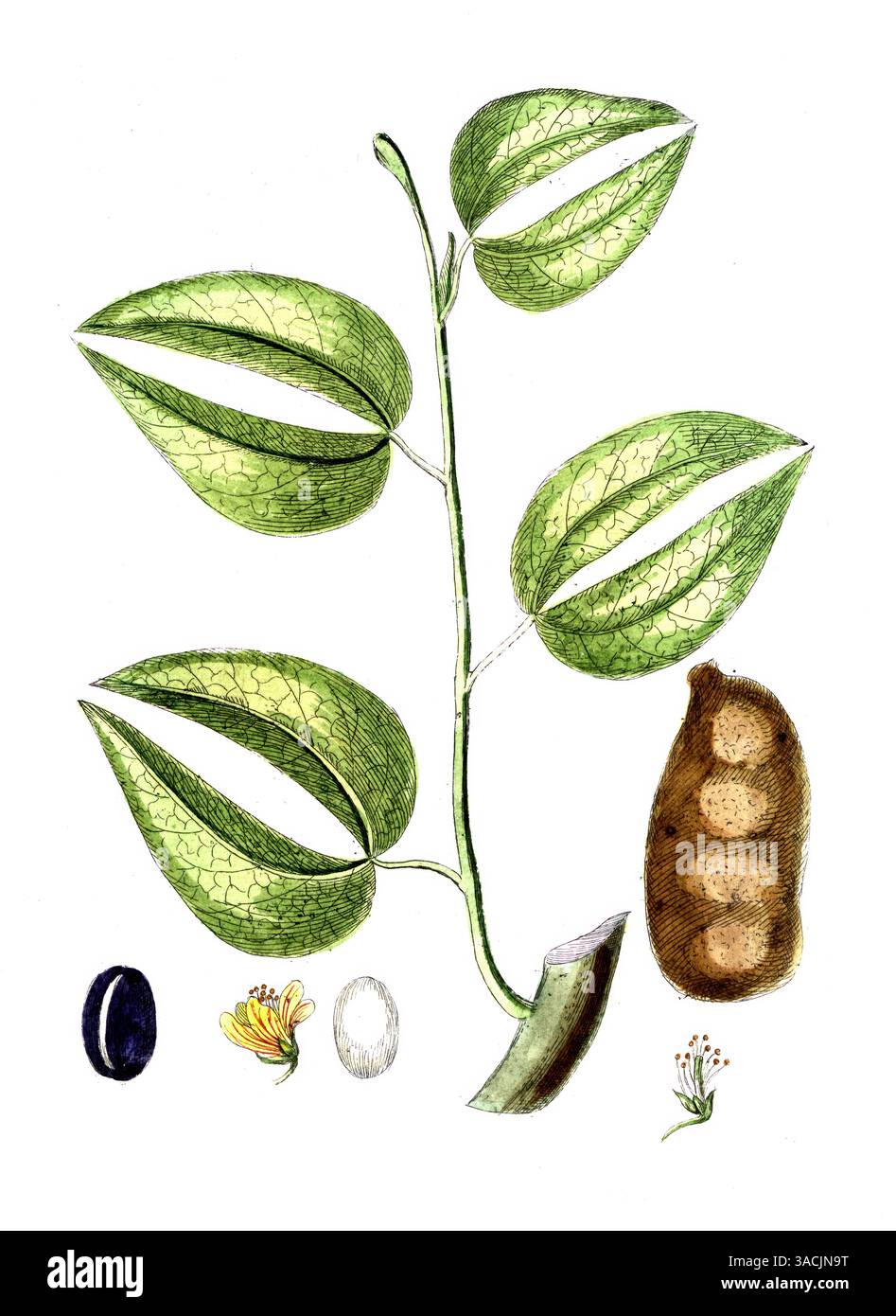 Hymencea courbaril, ein Baum in der Familie der Hülsenfrüchtler aus der Unterfamilie der Johannisbrotgewächse, digitale Reproduktion einer historischen Stockfoto