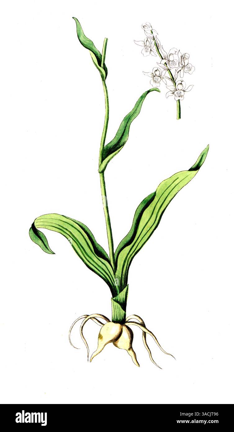 Orchis militaris, Helm-Knabenkraut, digitale Reproduktion einer historischen Vorlage, zwischen 1790 und 1810, Botanica Pharmaceutica von Andreas Fried Stockfoto