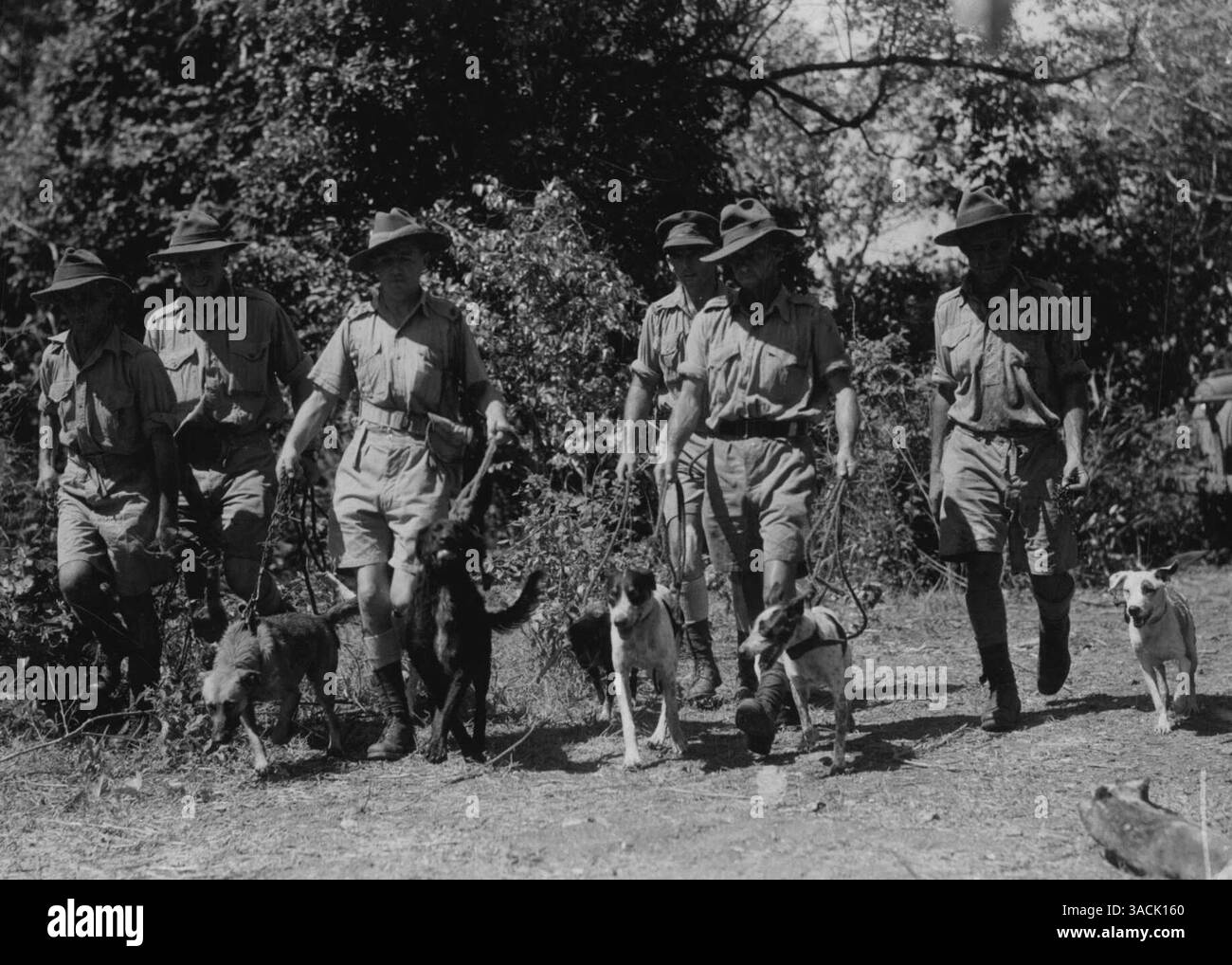 Auf einer Advanced Northern Base -- Hunde treten der australischen Armee bei. Diese Hunde wurden zu Streunern, als ihre Stadt bombardiert wurde. Sie werden jetzt ausgebildet, um australischen Soldaten im Inseldienst zu helfen. Sie werden eine wertvolle Hilfe gegen Überraschungsangriffe sein. Februar 1943. (Foto vom Informationsministerium). Stockfoto