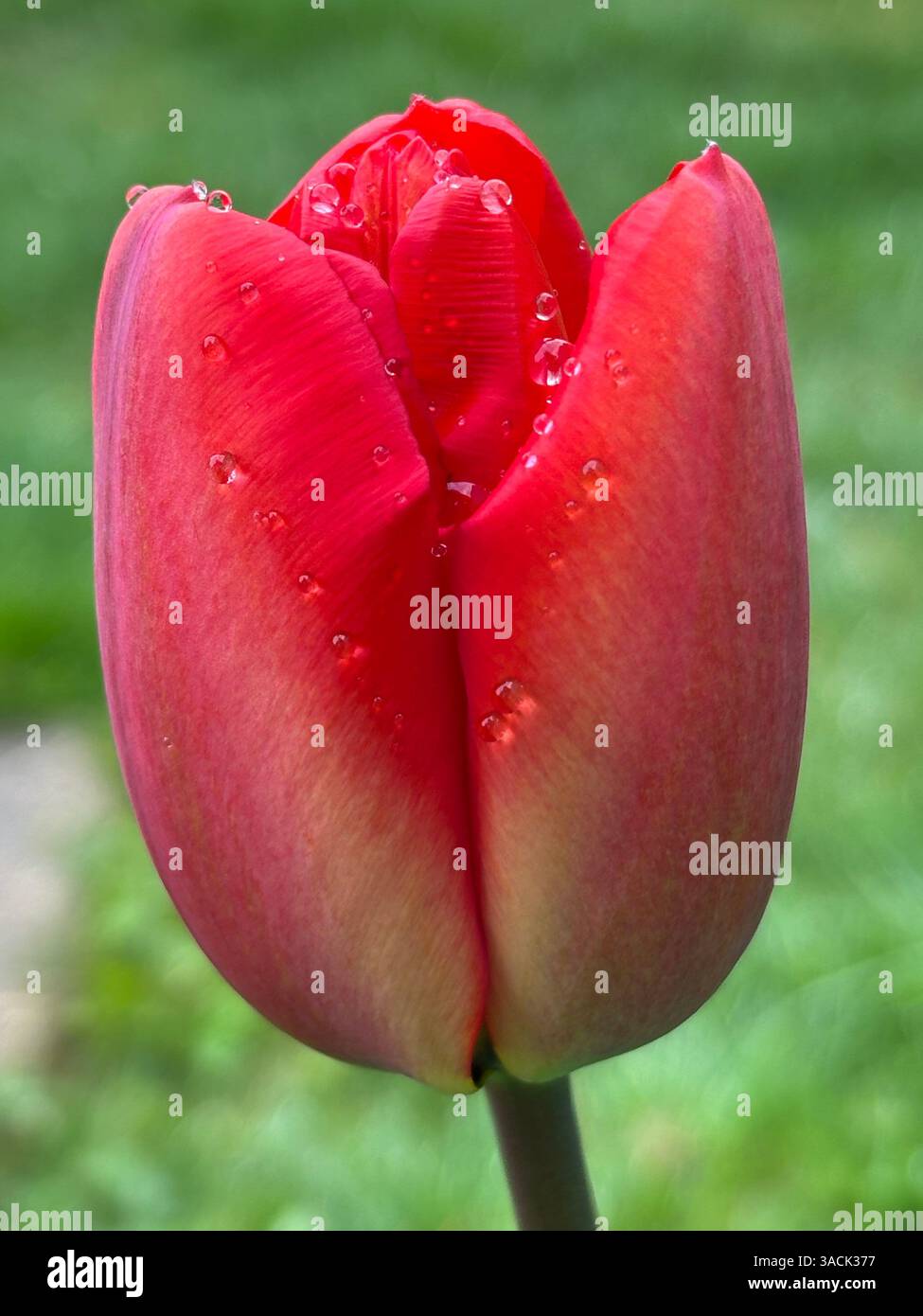 Single Red Poppy (Papaver Somniferum) in Garden Chard Somerset England uk - Smartphone-aufgenommenes Stockfoto