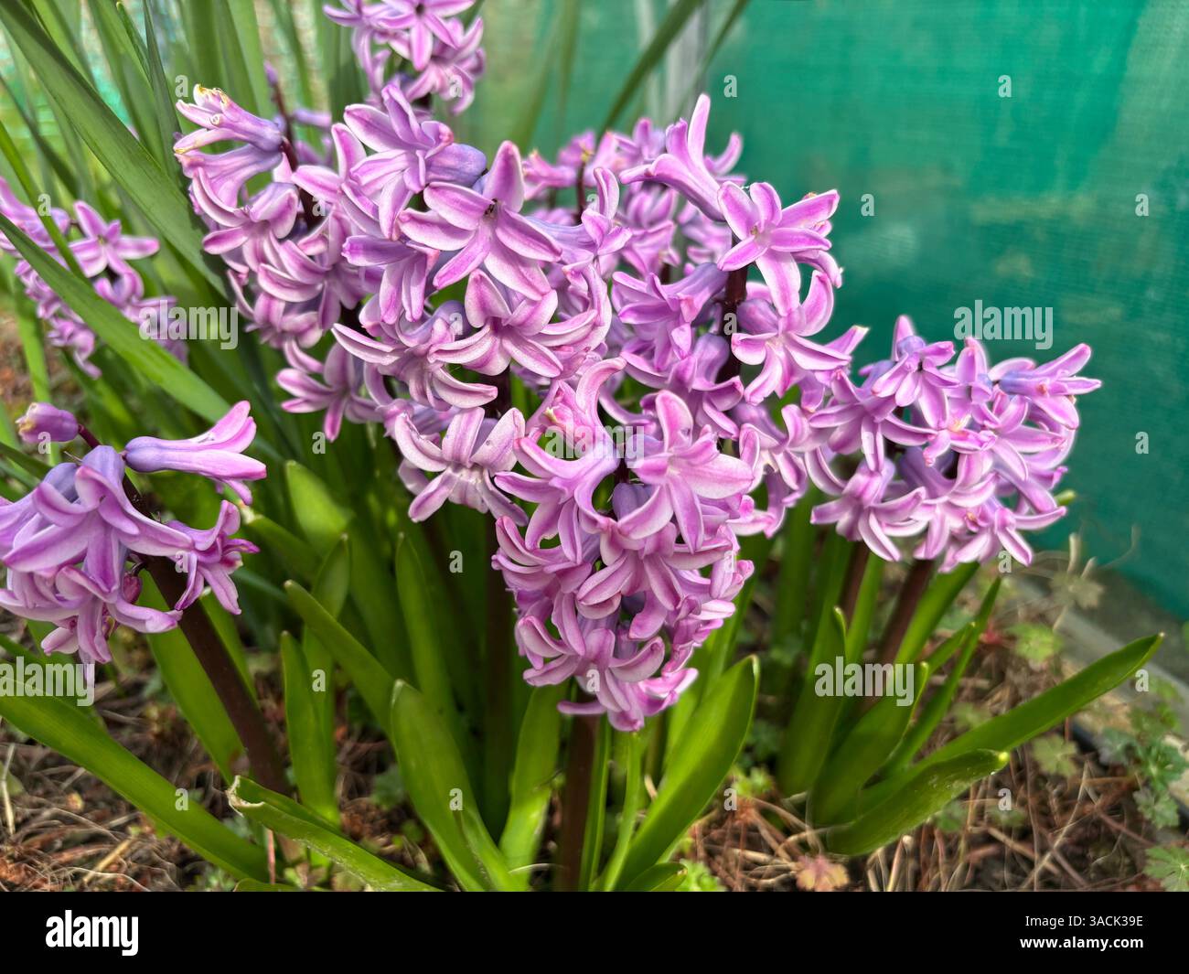 Hyacinth (hyacinthus) Flowers in the Back Garden Somerset England uk - Smartphone-aufgenommenes Stockfoto