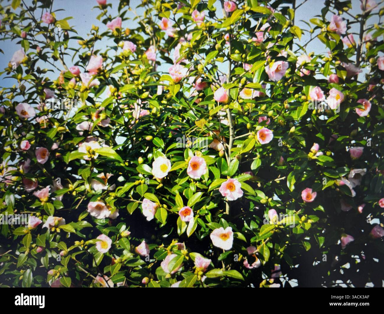 Camellia Japonica blüht Anfang des Jahres während des Monats Februar Somerset England UK - Smartphone-aufgenommenes Stockfoto