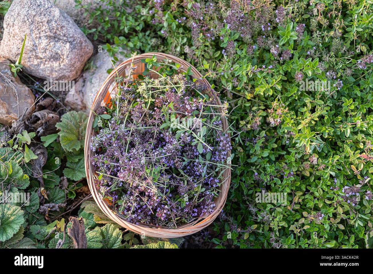 Ein Korb gefüllt mit frisch geerntetem blühendem Thymian (Thymus serpyllum), umgeben von lebendigem grünem Laub und Felsen in einem sonnigen Garten. Das i Stockfoto