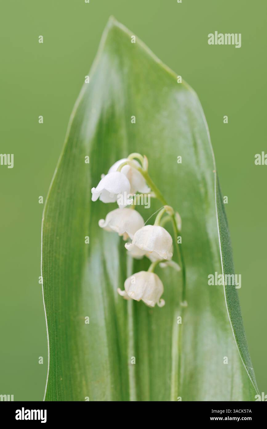 Maiglöckchen (Convallaria majalis), Deutschland | Maiglöckchen (Convallaria majalis), Deutschland Stockfoto
