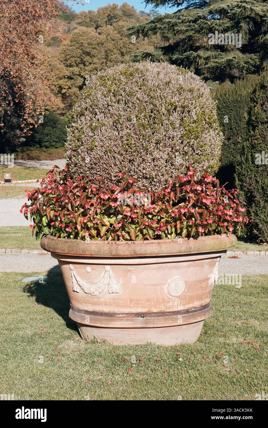 Pflanzen und Blumen in einem großen Terrakotta Blumentopf, Villa Olmo Gärten, Como, Italien Stockfoto