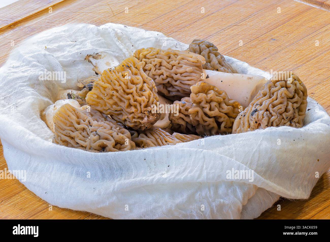 Verpa Bohemica aus dem Wald, Pilze auf Holzbrett in der Küche, frühe Morcheln oder die Stockfoto