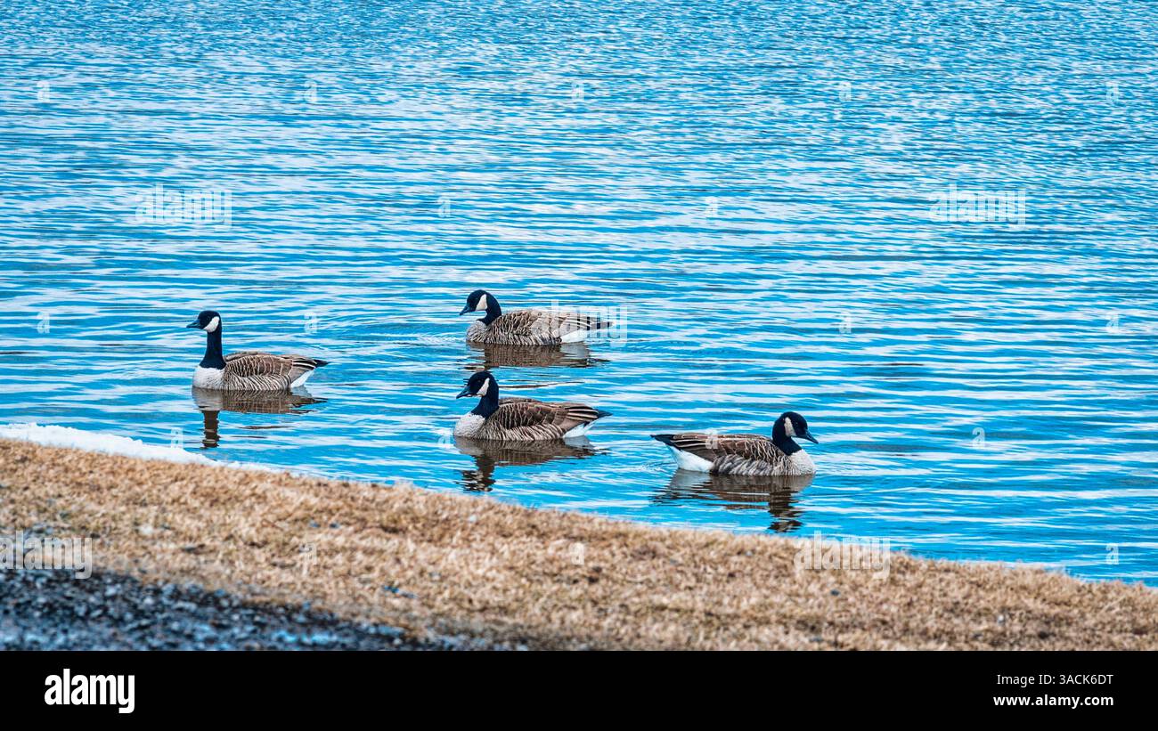 Gänse schwimmen in der Nähe des Flusses Stockfoto