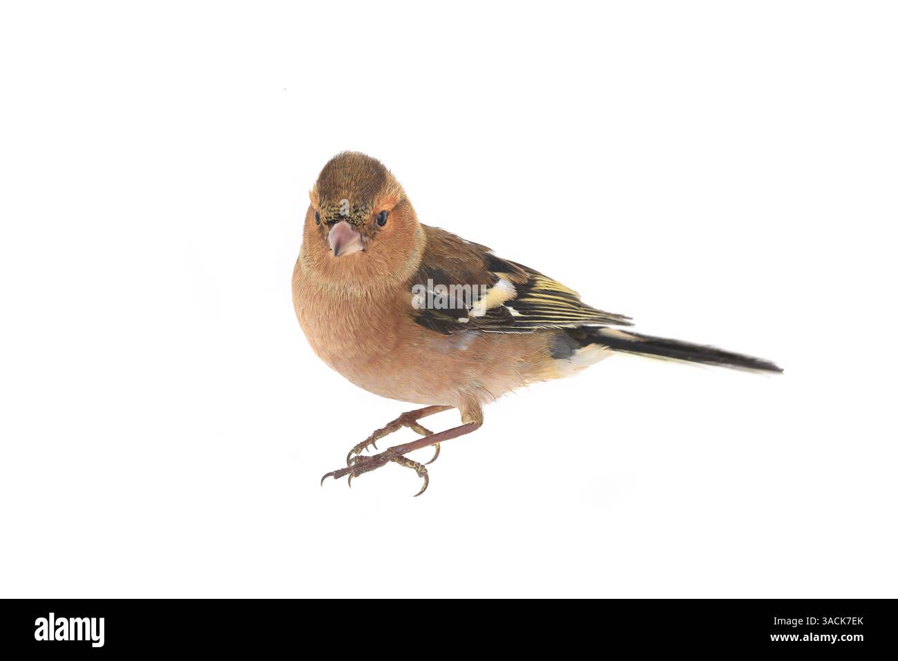 Kaffinch isoliert auf weißem Hintergrund Stockfoto