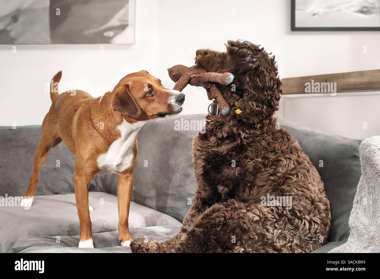 Zwei Hunde spielen zusammen mit Spielzeug auf dem Sofa im Wohnzimmer. 2 Hundefreunde ziehen am gleichen quietschenden Spielzeug. Verklebung und Spielzeit. Weiblicher Harrier m Stockfoto