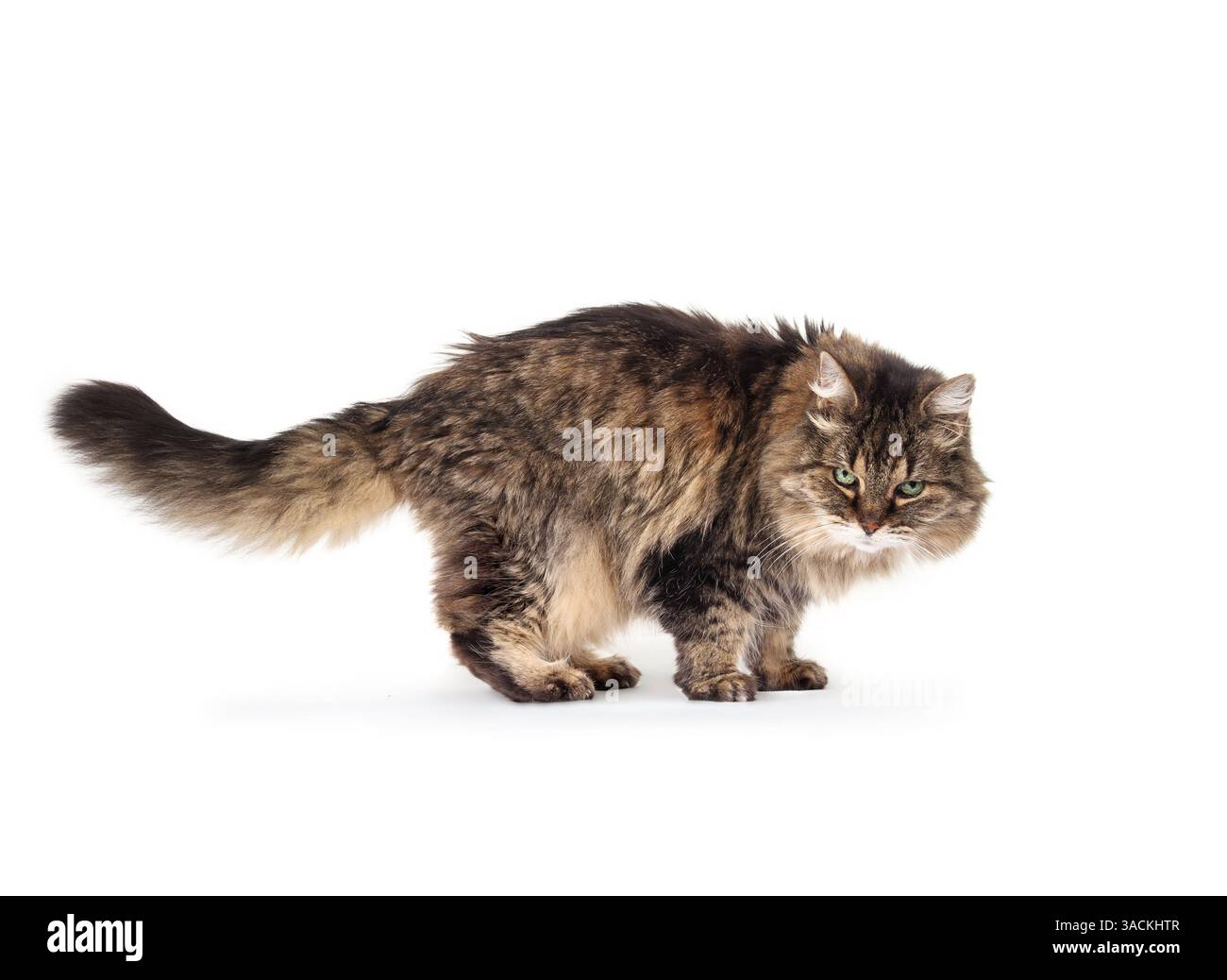 Neugierige Katze, die seitlich steht, während sie in die Kamera blickt. Süße flauschige Tabbykatze. Weibliche, 17 Jahre alte Super-Senior- oder geriatrische Katze in großer Gesundheit und b Stockfoto