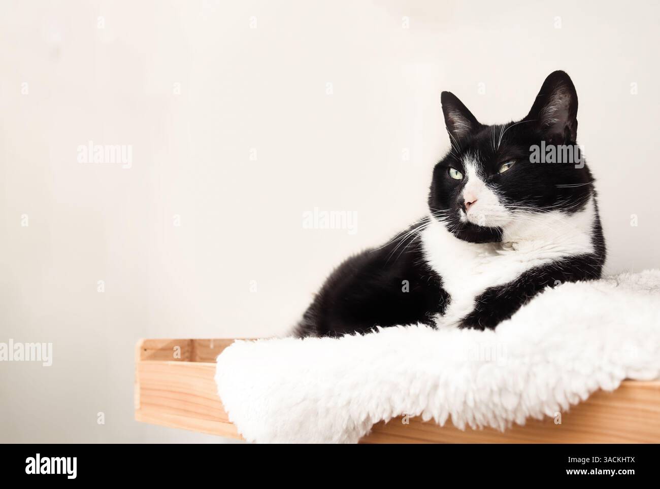 Entspannte Katze auf Katzenregal oder Barsch. Happy Large Cat liegt, ruht oder hängt auf einem wandmontierten, schwimmenden Regal an der weißen Wand. 9 Jahre alter männlicher Smoking Stockfoto