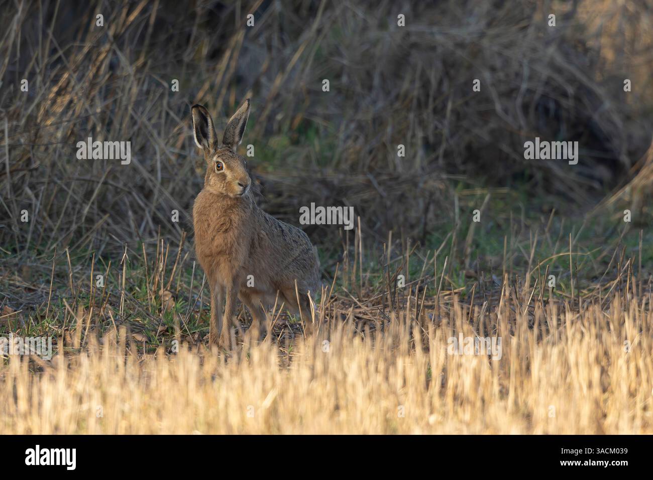 Seitenansicht eines Wildhasen in wacher Haltung auf einem abgeschnittenen Feld im frühen Frühling. Stockfoto
