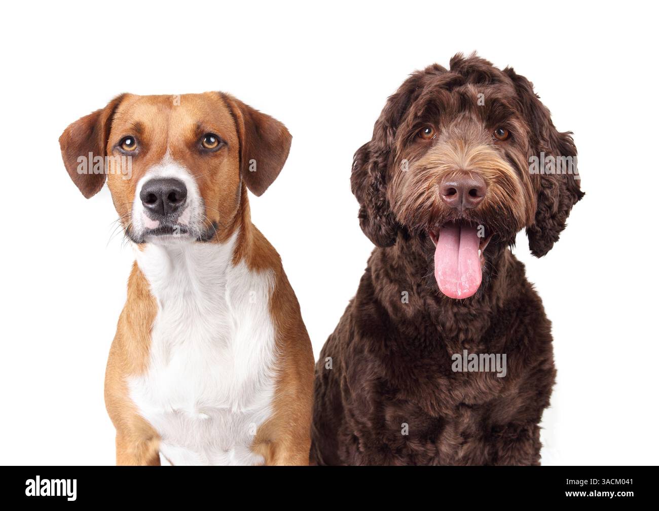 Isolierte Hunde, die in die Kamera schauen. Zwei Hundefreunde sitzen nebeneinander und hoffen auf Futter oder Gehorsamstraining. Weibliche Harrier mischen Hund mit Weibchen Stockfoto