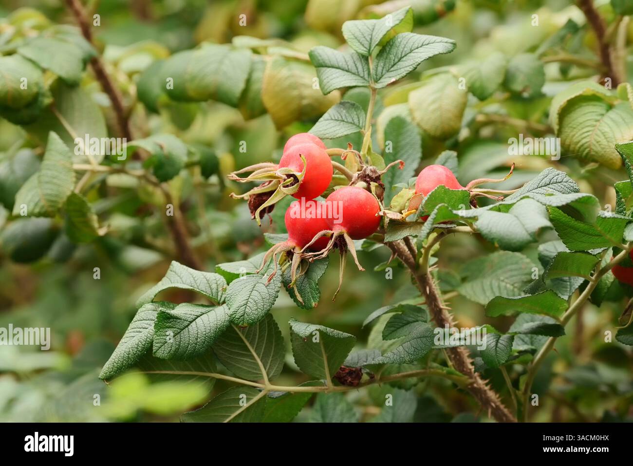 Rugosa Rose, Strandrose, Japanische Rose, Ramanas Rose (Rosa rugosa), Hüften | Kartoffel-Rose, Apfel-Rose, Japan-Rose, Sylter Rose (Rosa rugosa) Stockfoto