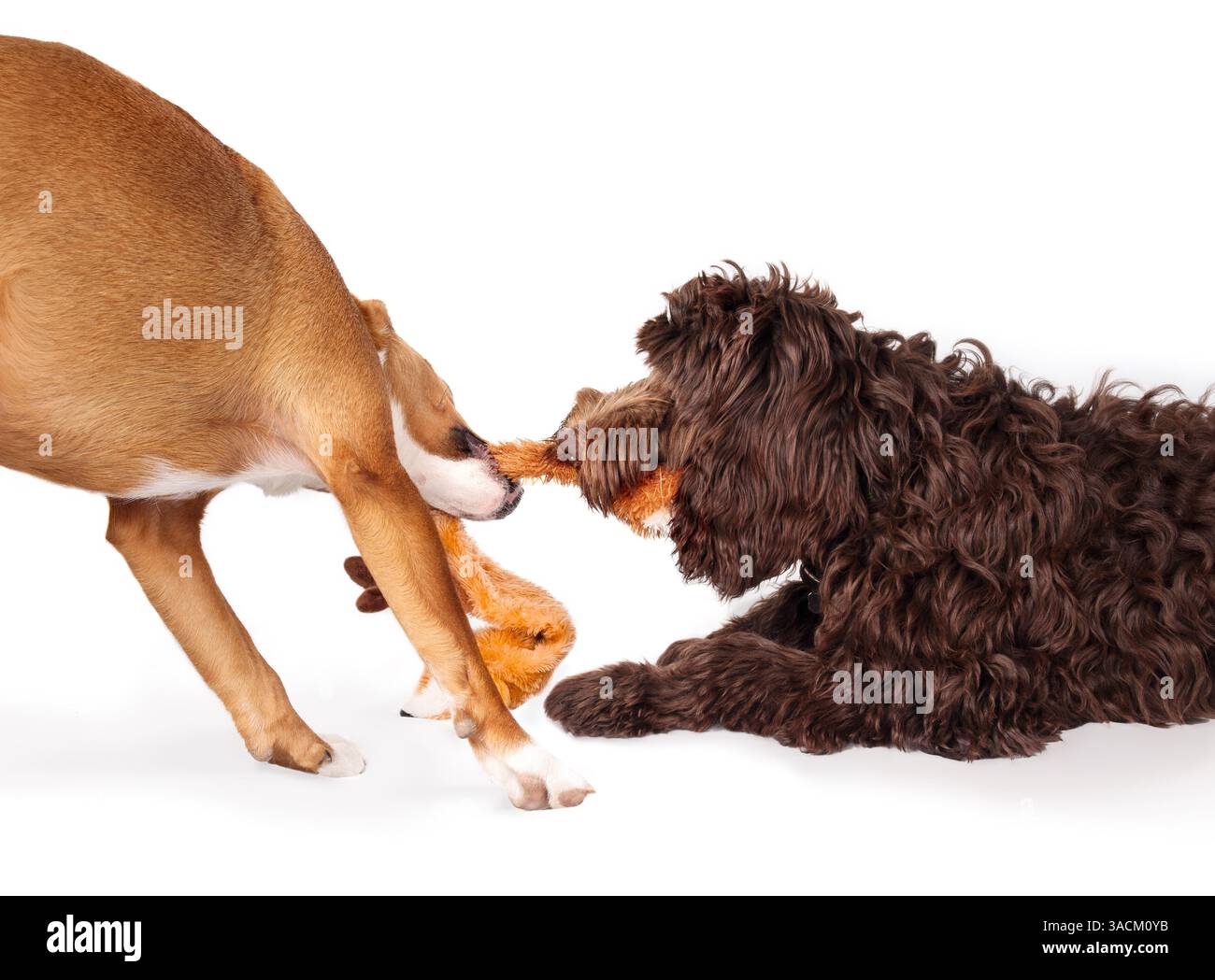 Zwei Hunde spielen zusammen mit Spielzeug in Aktion. 2 Hundefreunde spielen Tauziehen mit langem, flauschigem Spielzeug. Verklebung und Spielzeit. Weibliche Harrier Mischung A Stockfoto