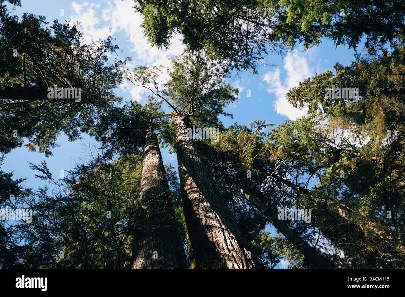 Riesige Douglasien im Regenwald. Ich schaue auf Baumkronen und blauen Himmel. Waldökosystem mit altem Wachstum und Lebensräume mit Wildtieren. North Vancouver, Cap Stockfoto