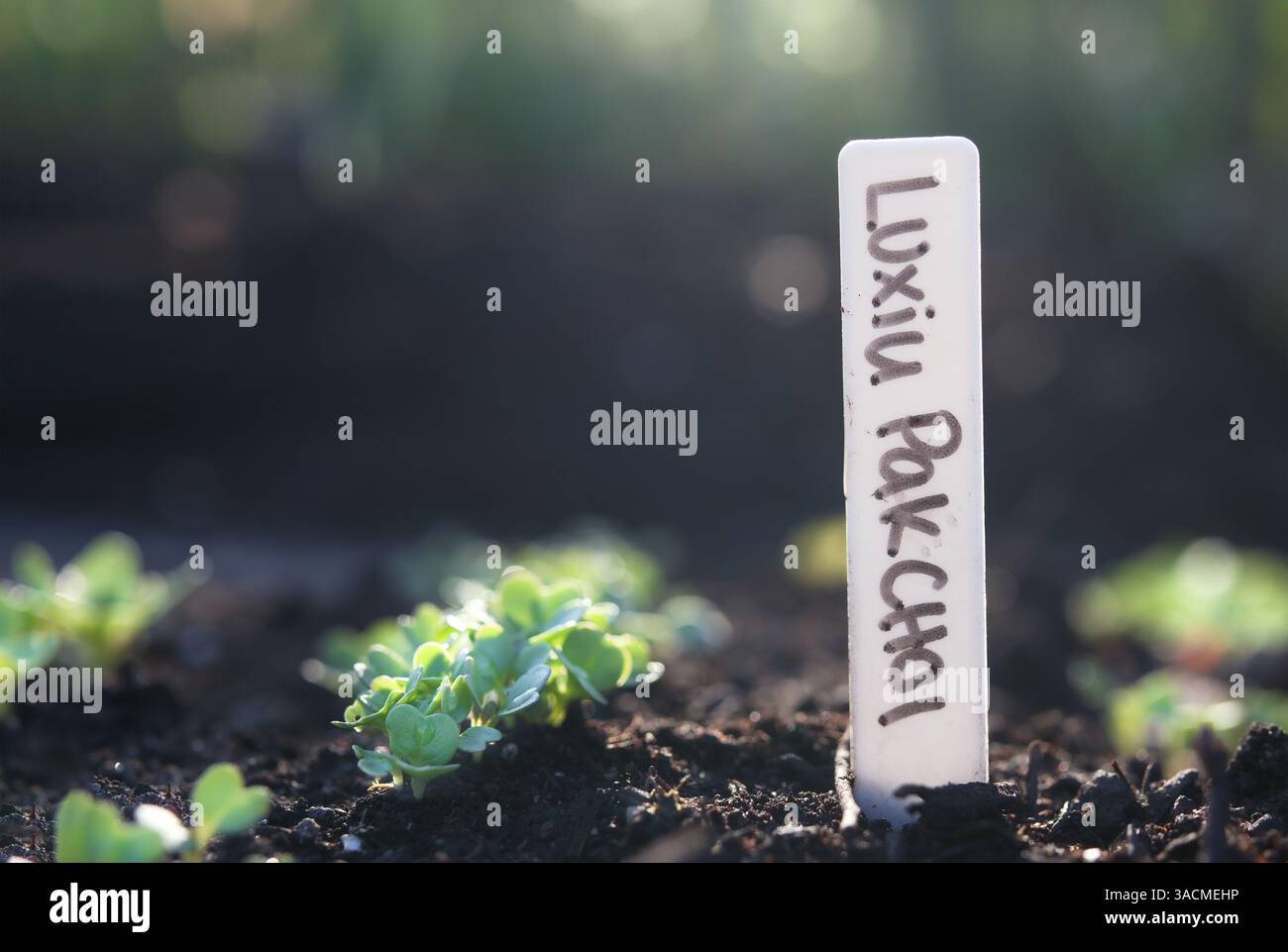 Luxiu Pak Choi Setzling im Frühlingsgarten mit Namensmarkierung. Unscharfer Hintergrund. bok Choy Pflanzen vor dem Ausdünnen. Blattgemüse, auch als Messing bekannt Stockfoto
