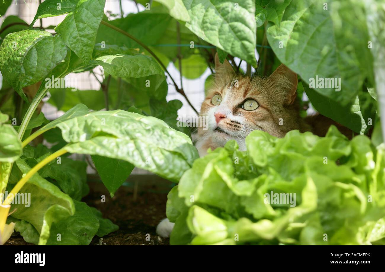 Niedliche Katze, die sich im Gemüsepflanzgefäß versteckt. Kitty sitzt zwischen Pflanzen und sieht etwas mit intensiven gelben Augen und Körpersprache an. Weibliche Calico-Katze. Stockfoto