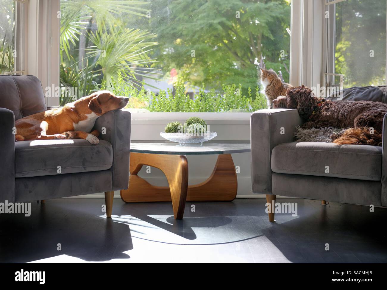 Entspannte Hunde und Katzen vor dem Fenster im sonnigen Wohnzimmer. Idyllische Gruppe von Haustieren, die im Haushalt mit mehreren Haustieren nebeneinander leben. Zwei Hunde schlafen auf Stühlen mit C Stockfoto