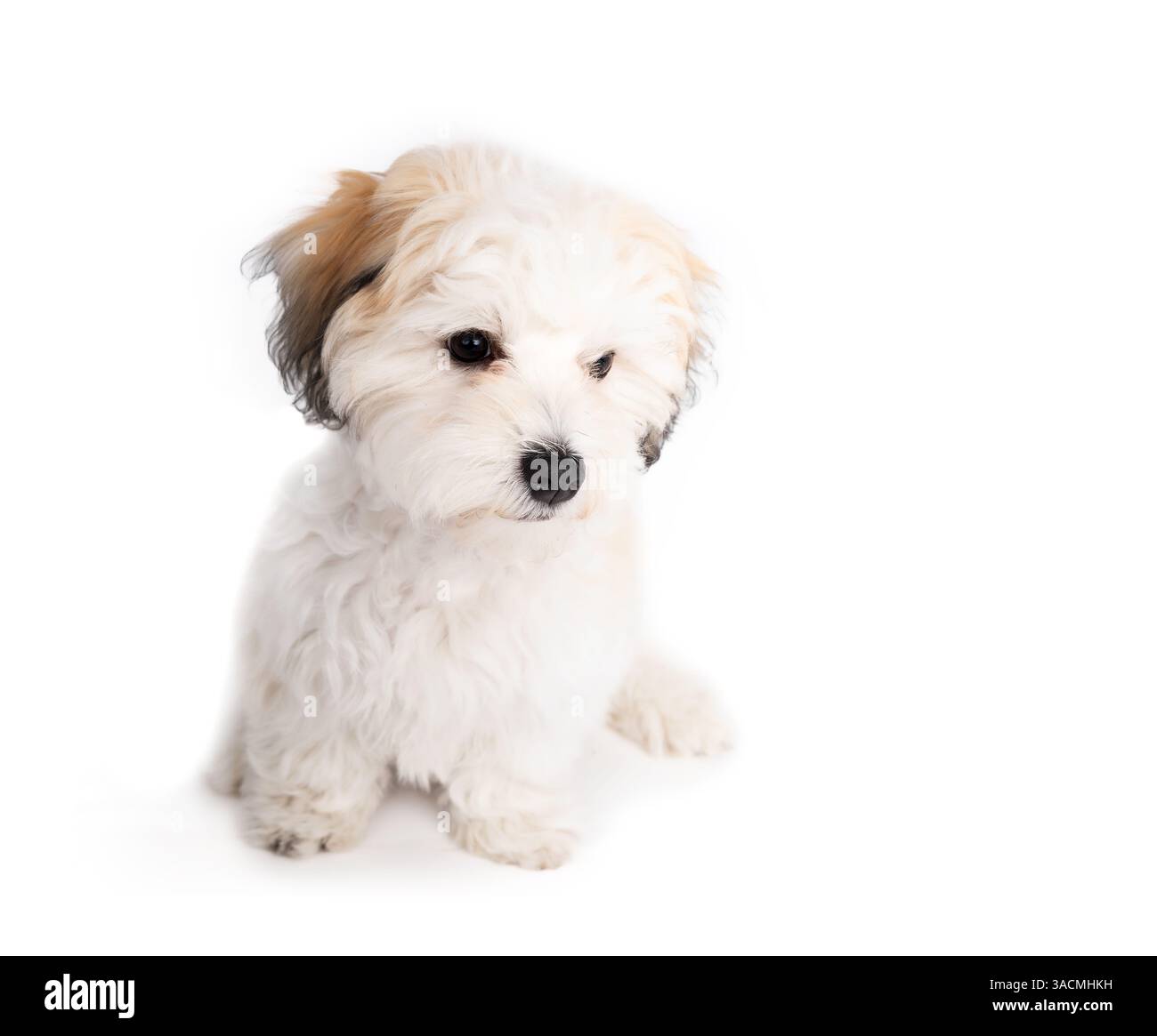 Curios Havanese Hündchen sitzt und sieht sich etwas an. Niedliches kleines flauschiges weißes Bigon-Welpen mit schwarzer Nase und schwarzen Knopfaugen. 16 Wochen Stockfoto