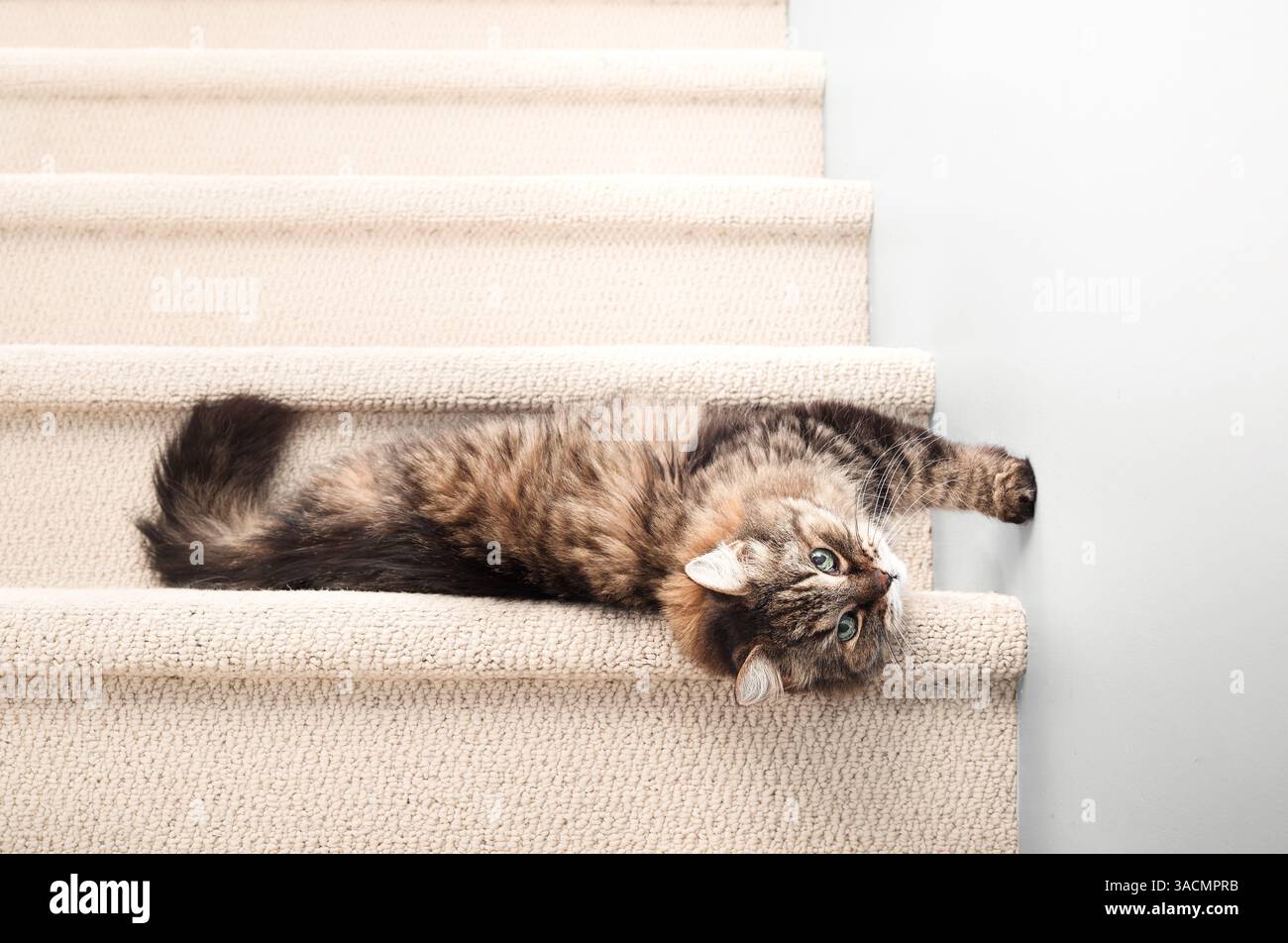 Ältere Tabbykatze, die auf Treppen rollte und sich ausdehnte, während sie in die Kamera schaute. Entspannte gesunde Super Senior oder geriatrische Katze.18 Jahre alt, weiblich, braun l Stockfoto
