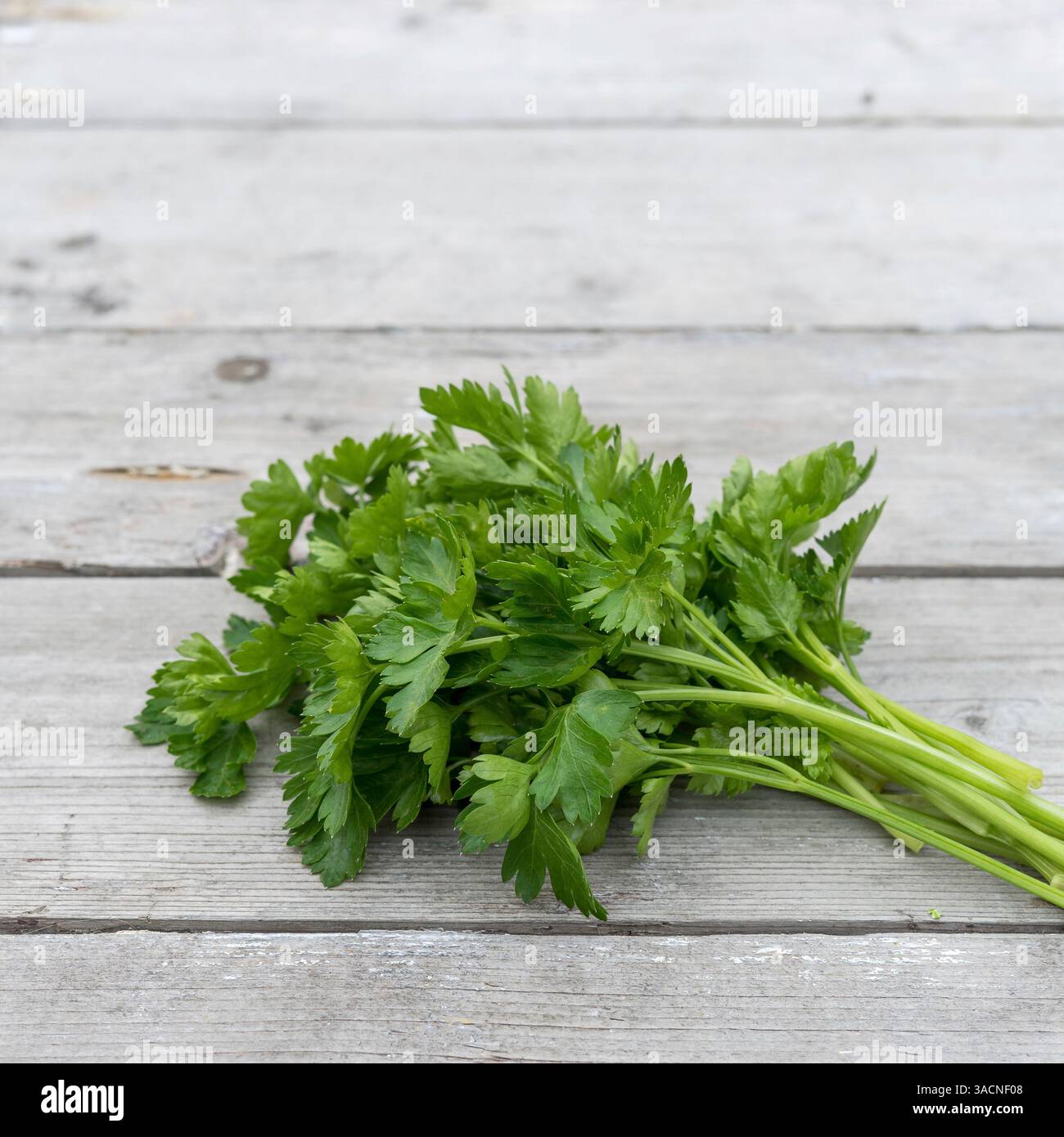 Ein Haufen frischer, glatter Petersilie auf hellem hölzernem Hintergrund, Stockfoto