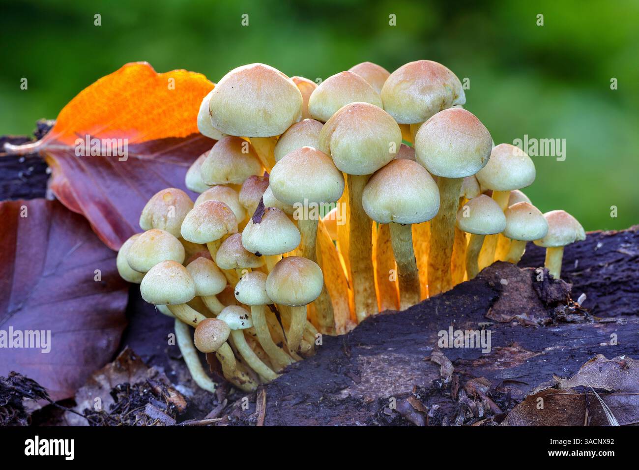 Natur, Herbst, Wald, Pilze, Baumpilze, Schwefelkopf, graublättriger Schwefelkopf, rauchblättriger Schwefelkopf, Honigkopf, Hypholoma capnoides, essbare Pilze, essbar, Fruchtkörper, Pilz, Pilzstiel, Pilzgruppe, Nahaufnahme Stockfoto