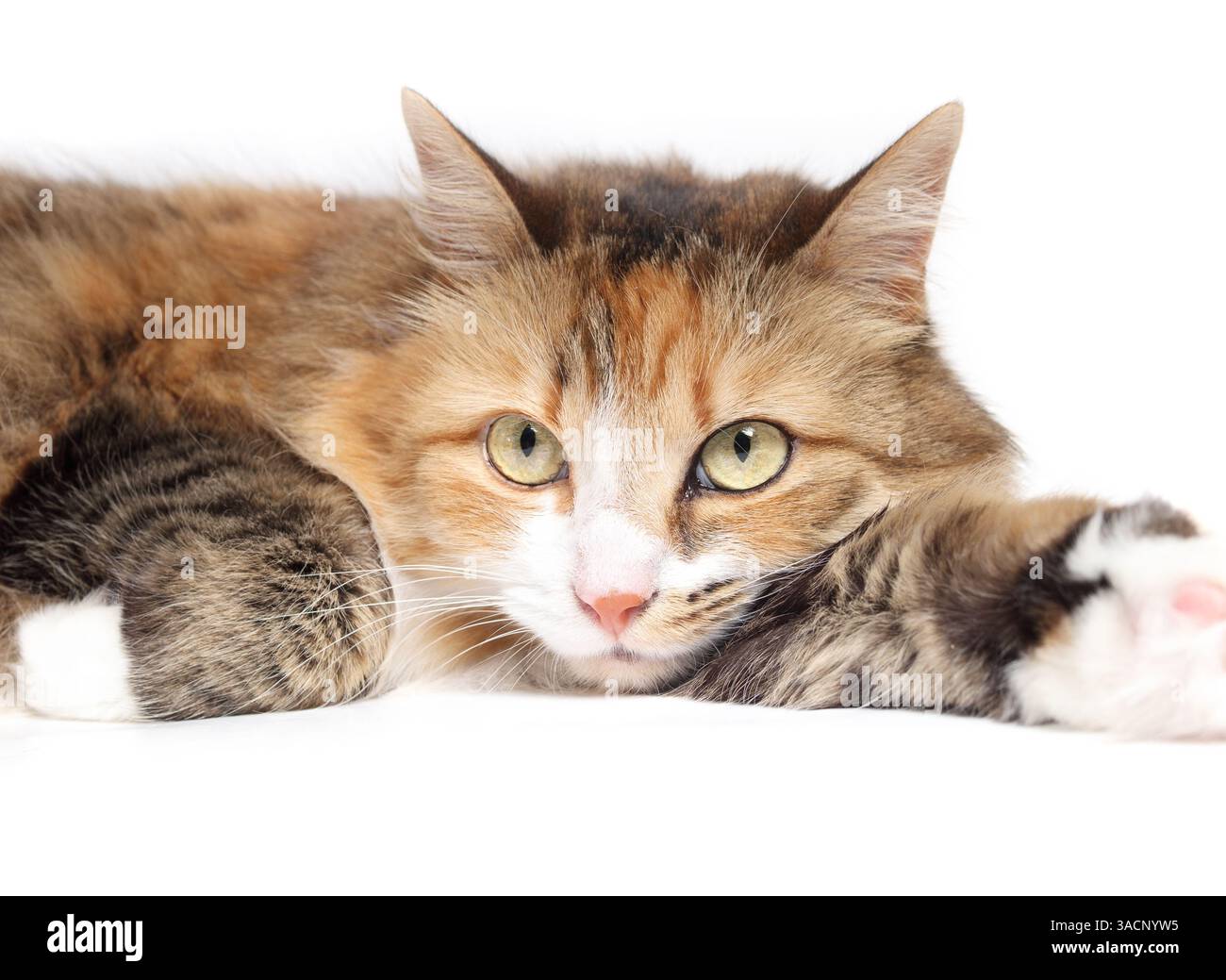 Gelangweilte Katze liegend entspannt mit Kopf auf Pfote. Buntes, niedliches Kätzchen, das in die Kamera blickt, mit zufriedener Körpersprache. Asymmetrische Markierungen. Calico o weiblich Stockfoto