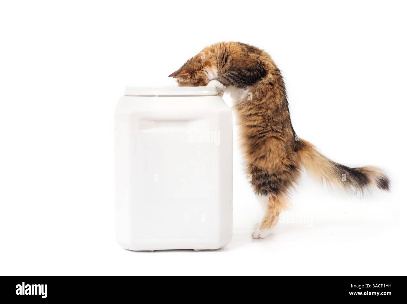 Neugierige Katze, die auf Hinterbeinen steht, während sie in den Container guckt. Süße flauschige Katze, die einen großen Futtereimer mit Trockenfutter untersucht Stockfoto