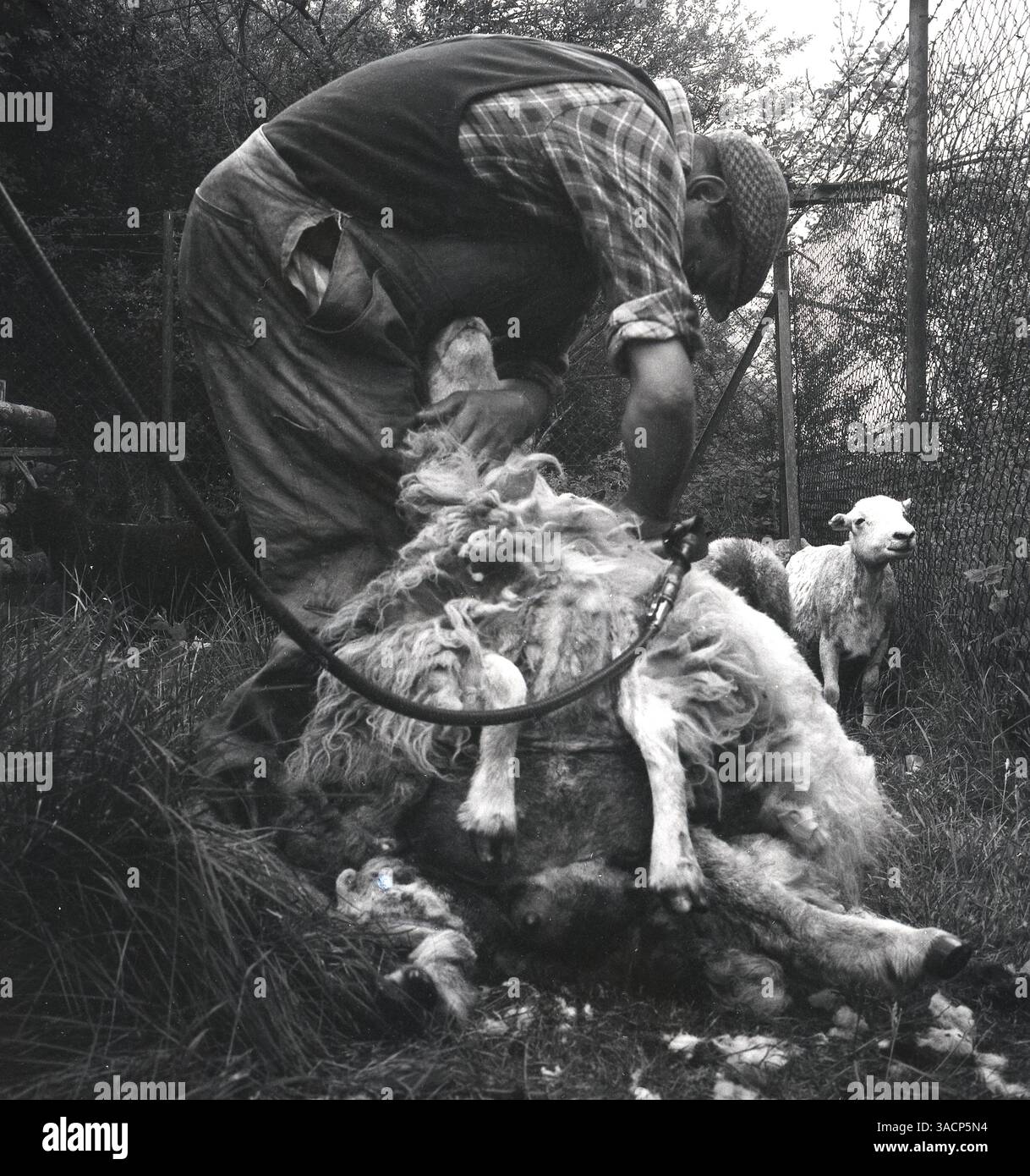 1960er Jahre, historisch, schert ein Landwirt ein Schaf mit einer elektrischen Schneidemaschine, England, Großbritannien. Stockfoto