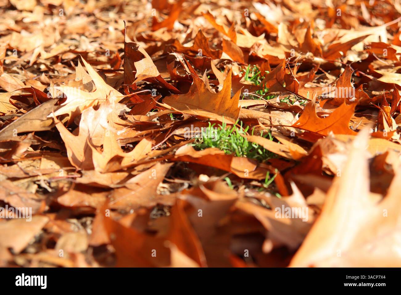 Herbstlaub bedecken den Waldboden Stockfoto