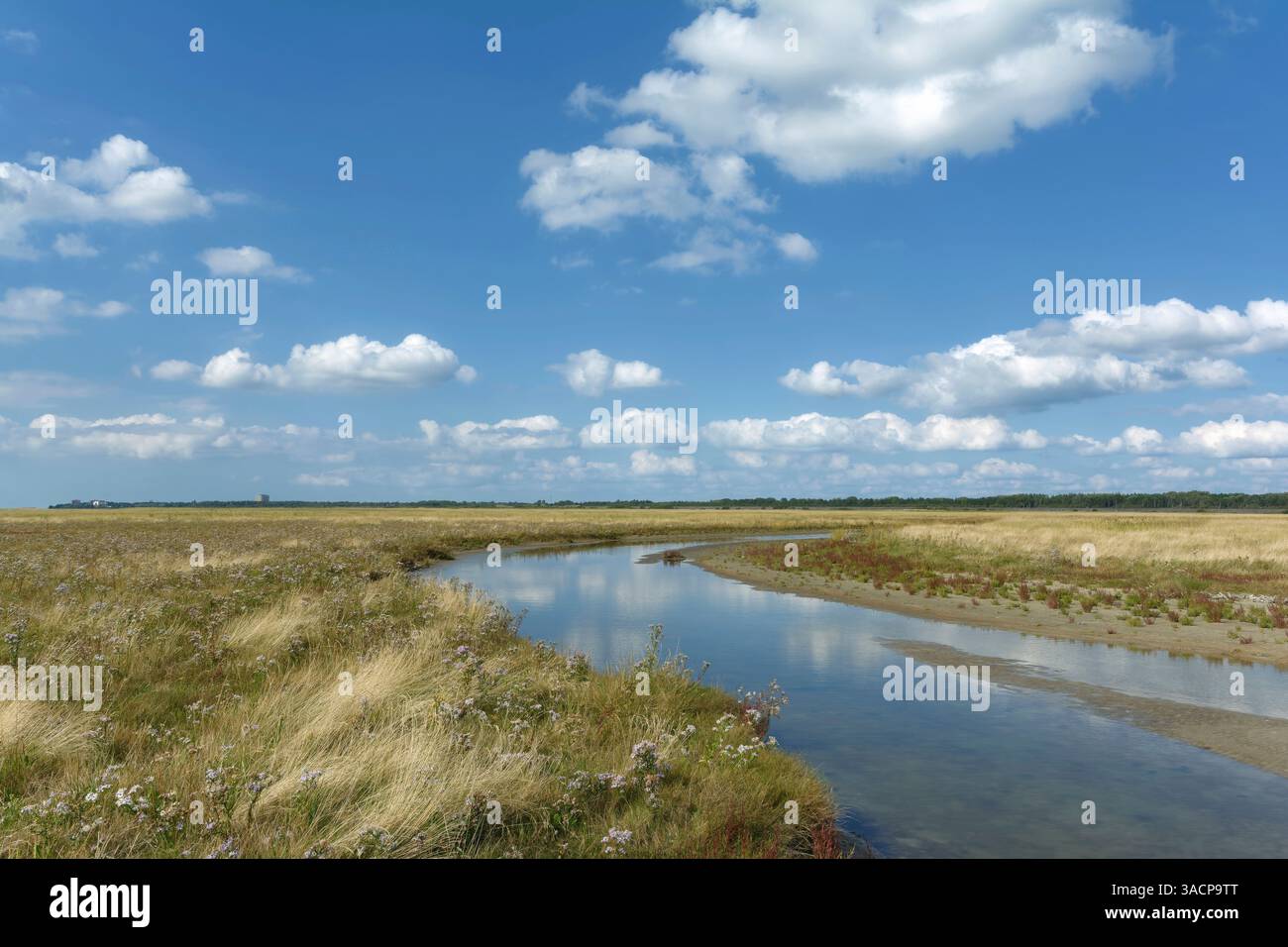 Salzmarsch in Sankt Peter-Ording auf der Halbinsel Eiderstedt, Nordsee, Nordfriesland Stockfoto