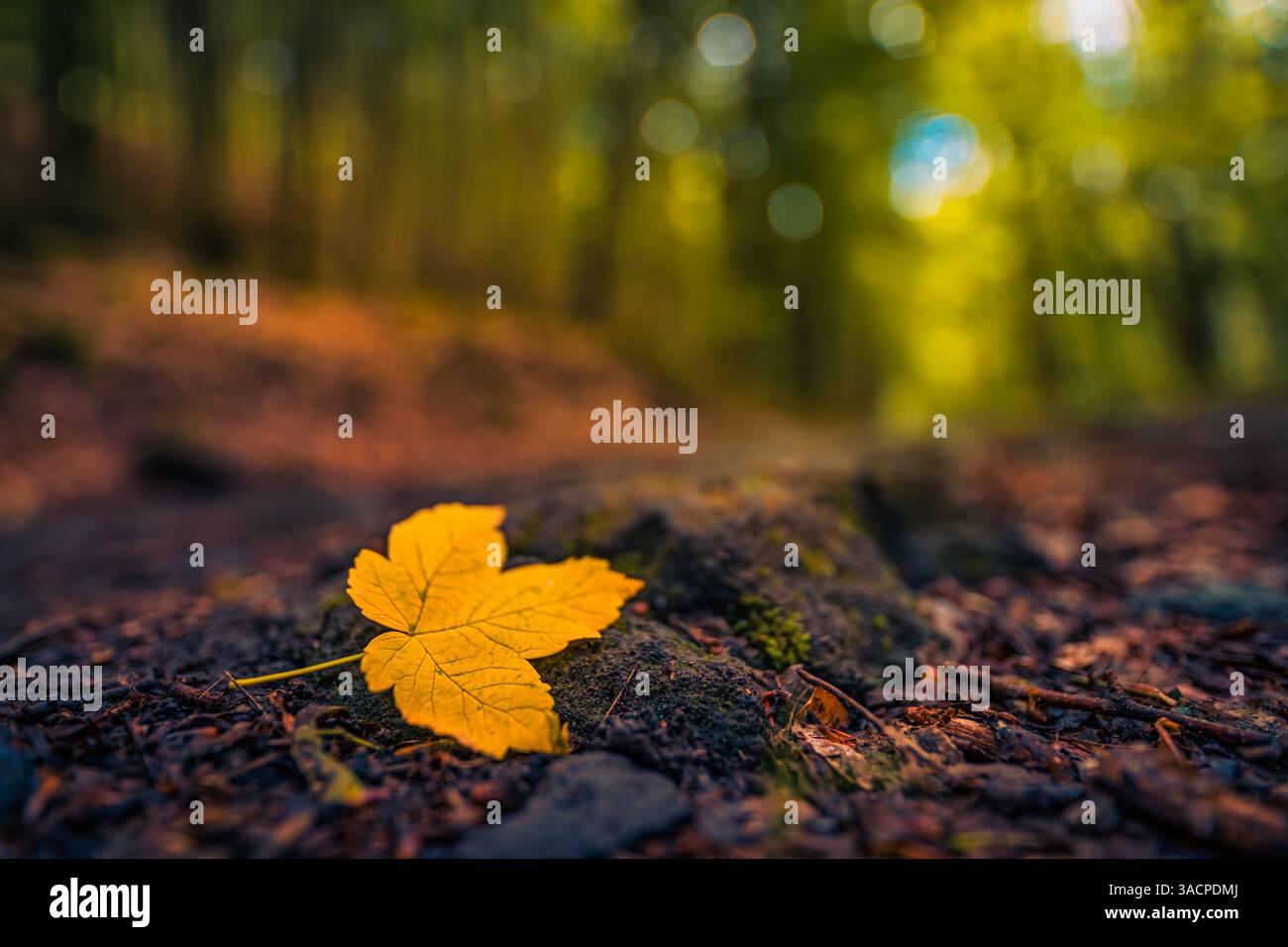 Ruhiges goldenes Herbstblatt auf dunklem Steinwald Grund verschwommenes Bokeh Hintergrund atemberaubende Herbst Natur Nahaufnahme friedliche saisonale Outdoor Landschaft Stockfoto